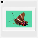 2-9_Insects-Unlocked-Project_picture