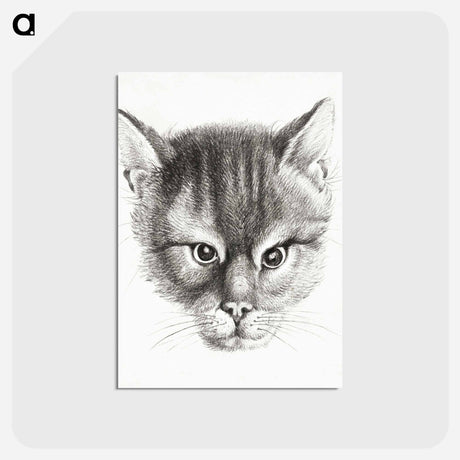 アートポストカード-Sketch of a cat - ジャン ベルナール Postcard.