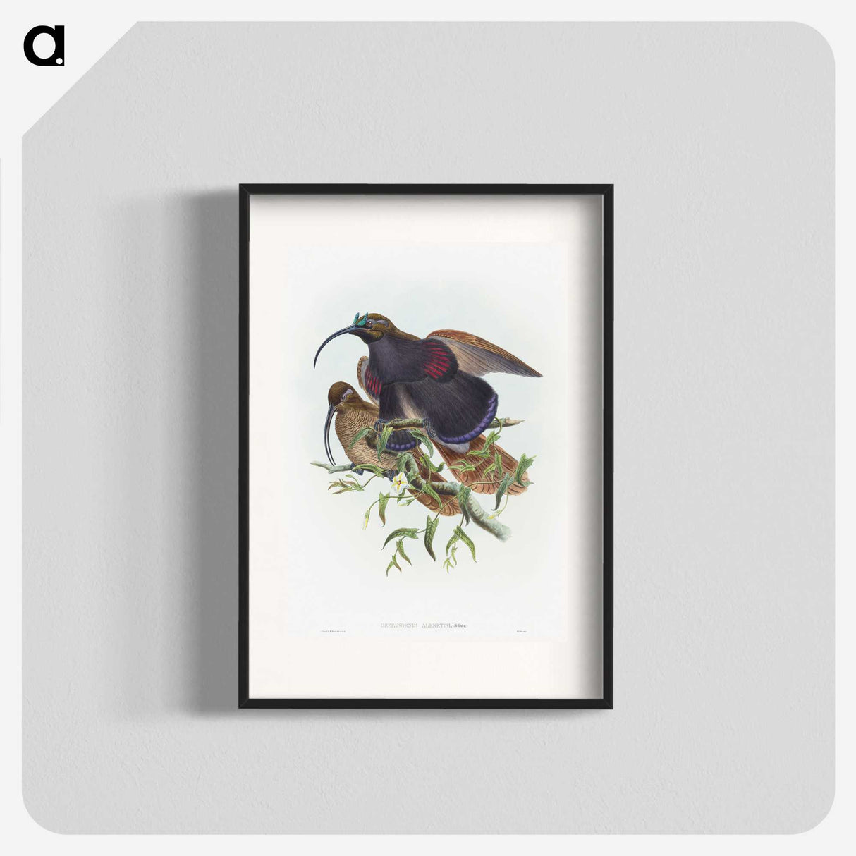 2-9_John-Gould_blk