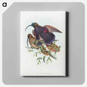 アートパネル-Black-billed Sicklebill Bird of Paradise
 - ジョン グールド Canvas.
