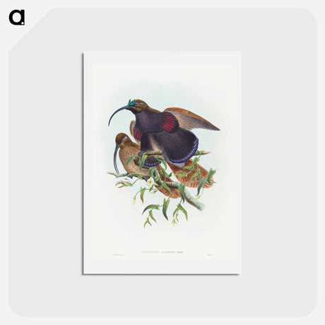 アートポストカード-Black-billed Sicklebill Bird of Paradise
 - ジョン グールド Postcard.