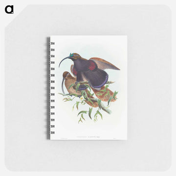 Black-billed Sicklebill Bird of Paradise
 - ジョン グールド Memo.