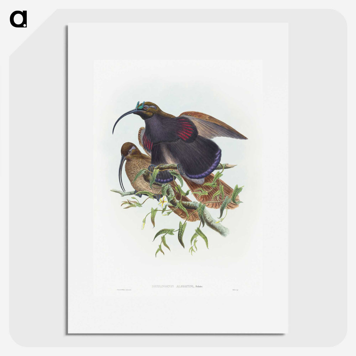 2-9_John-Gould_picture