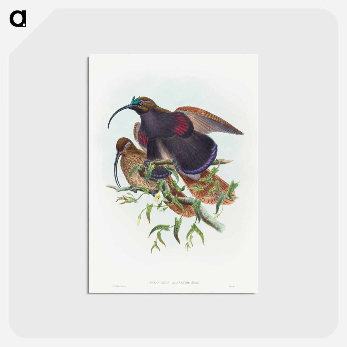 アートポストカード-Black-billed Sicklebill Bird of Paradise
 - ジョン グールド Postcard.