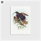 アートポストカード-Black-billed Sicklebill Bird of Paradise
 - ジョン グールド Postcard.