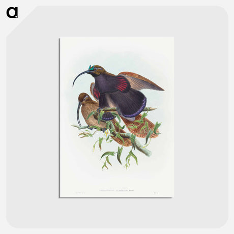 アートポストカード-Black-billed Sicklebill Bird of Paradise
 - ジョン グールド Postcard.
