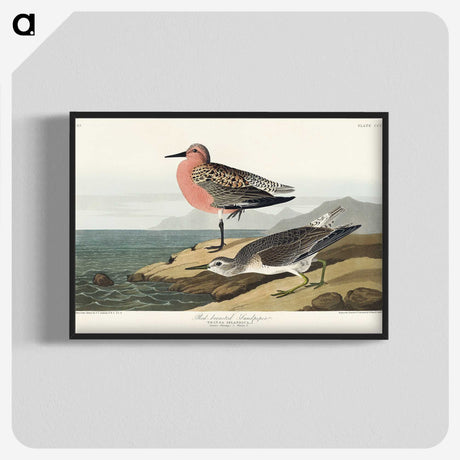 2-9_John-James-Audubon_blk-crop