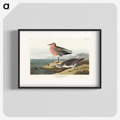 2-9_John-James-Audubon_blk