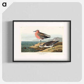 アートポスター-Red-breasted Sandpiper
 - ジョン ジェームス オーデュボン Poster.