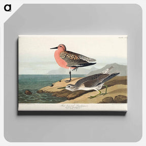 アートパネル-Red-breasted Sandpiper
 - ジョン ジェームス オーデュボン Canvas.