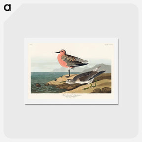 アートポストカード-Red-breasted Sandpiper
 - ジョン ジェームス オーデュボン Postcard.