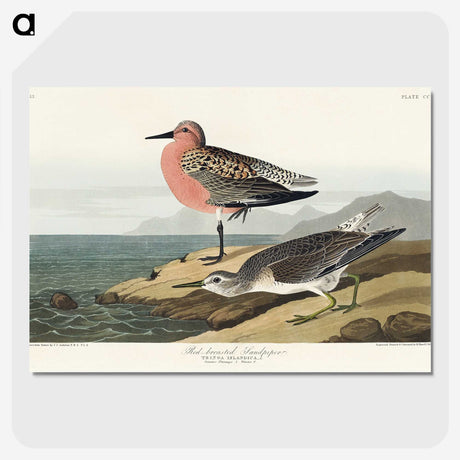 2-9_John-James-Audubon_picture-crop