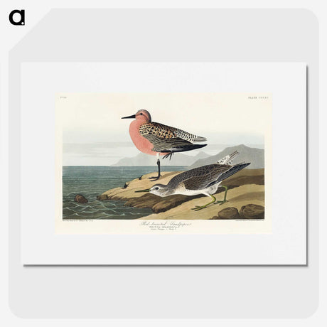 2-9_John-James-Audubon_picture