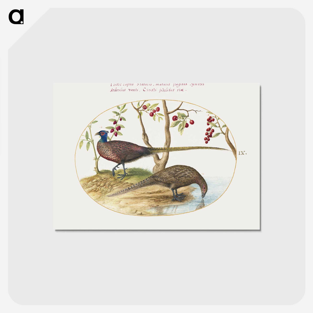 2-9_Joris-Hoefnagel_postcard