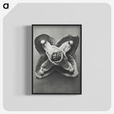 2-9_Karl-Blossfeldt_blk-crop