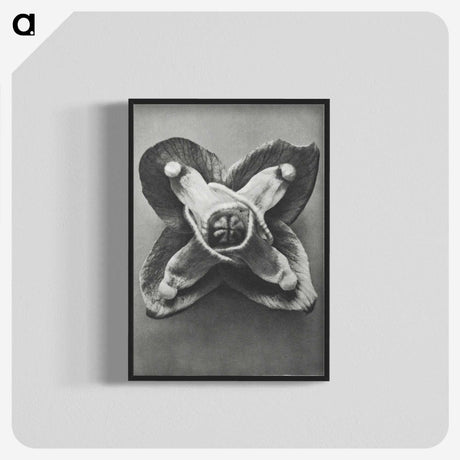 2-9_Karl-Blossfeldt_blk-crop