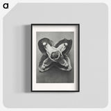 2-9_Karl-Blossfeldt_blk