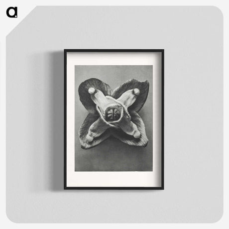 2-9_Karl-Blossfeldt_blk
