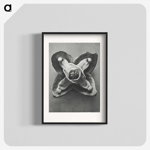 2-9_Karl-Blossfeldt_blk