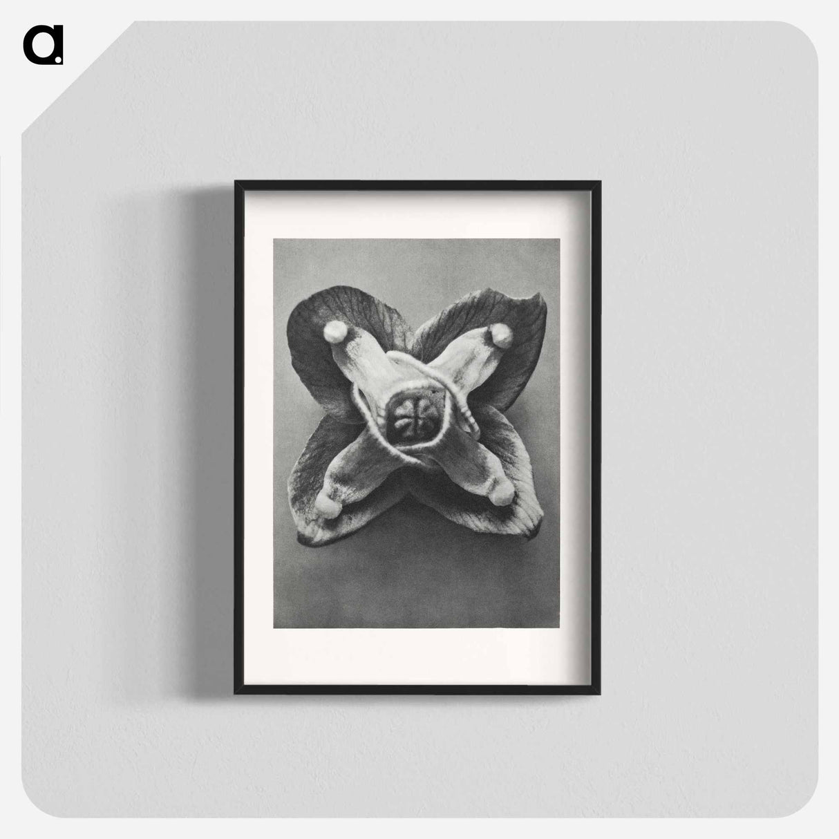 Epimedium Muschianum - カール ブロスフェルト Poster.