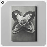 2-9_Karl-Blossfeldt_canvas