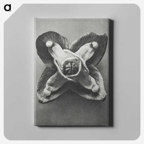 2-9_Karl-Blossfeldt_canvas
