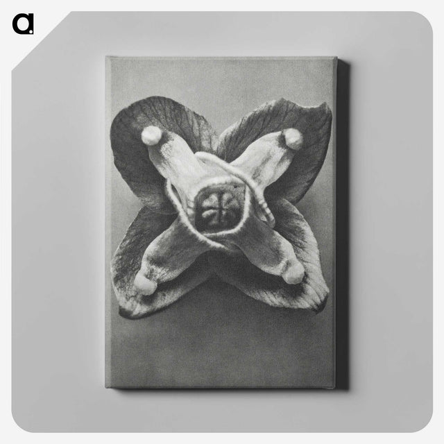 2-9_Karl-Blossfeldt_canvas