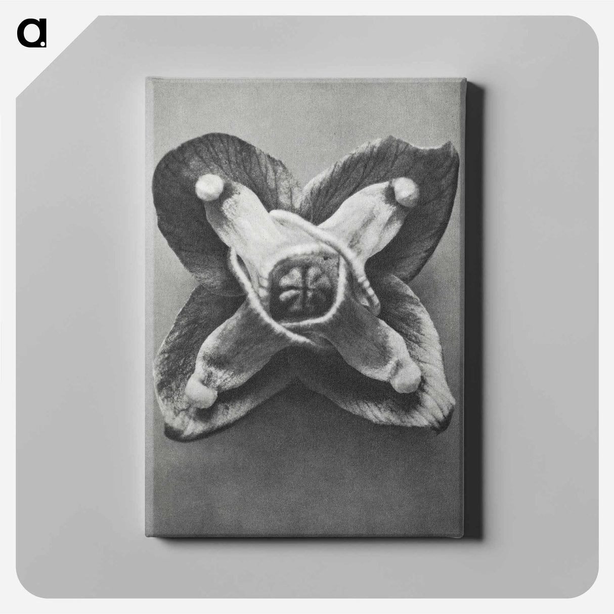 Epimedium Muschianum - カール ブロスフェルト Canvas.