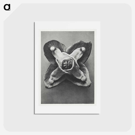 アートポストカード-Epimedium Muschianum - カール ブロスフェルト Postcard.