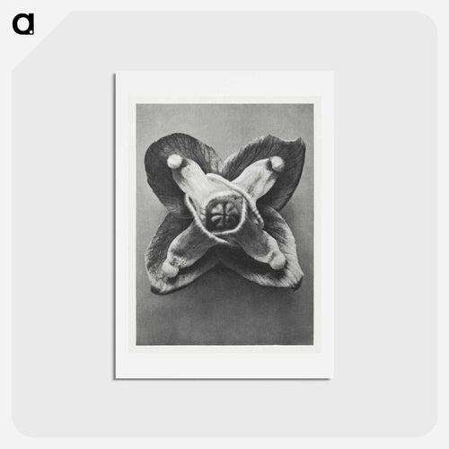 Epimedium Muschianum - カール ブロスフェルト Postcard.