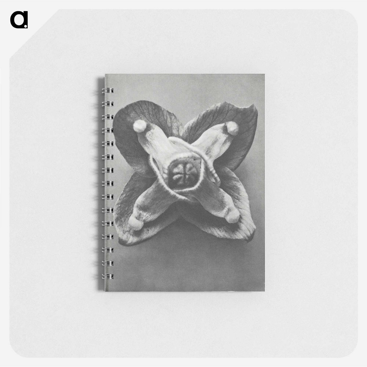 2-9_Karl-Blossfeldt_memo