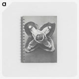 2-9_Karl-Blossfeldt_memo