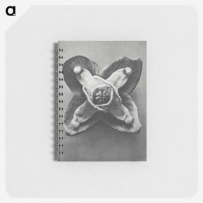 2-9_Karl-Blossfeldt_memo
