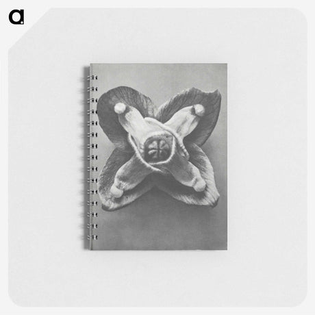 2-9_Karl-Blossfeldt_memo