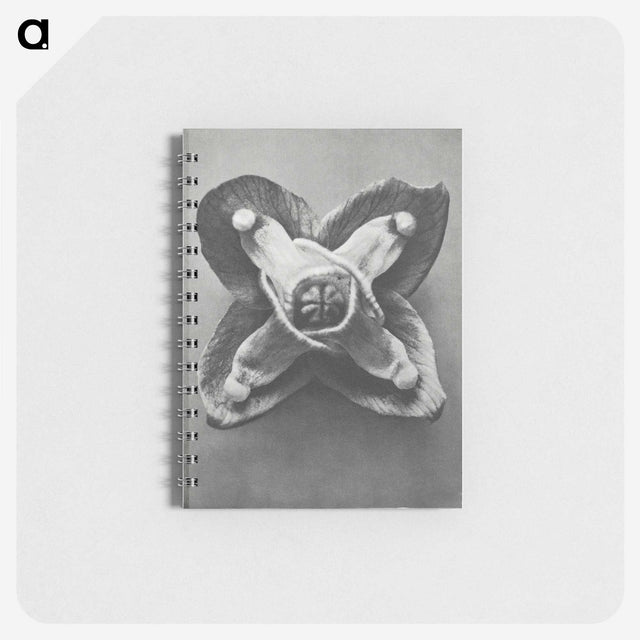 2-9_Karl-Blossfeldt_memo