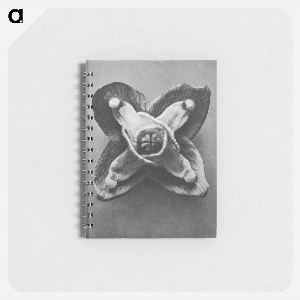 Epimedium Muschianum - カール ブロスフェルト Memo.