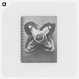 Epimedium Muschianum - カール ブロスフェルト Memo.