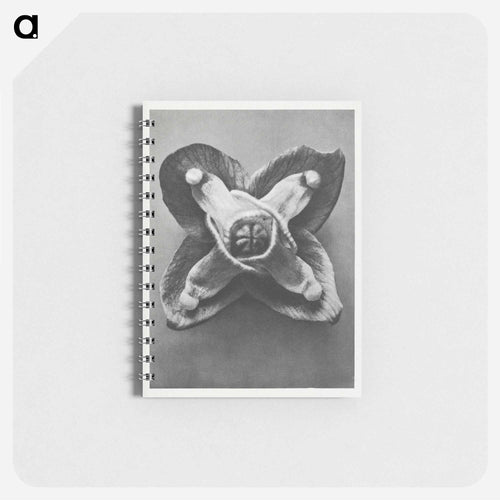 Epimedium Muschianum - Karl Blossfeldt Memo.