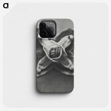 2-9_Karl-Blossfeldt_phone