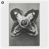 2-9_Karl-Blossfeldt_picture-crop