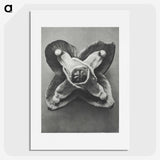 2-9_Karl-Blossfeldt_picture