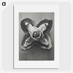 2-9_Karl-Blossfeldt_picture
