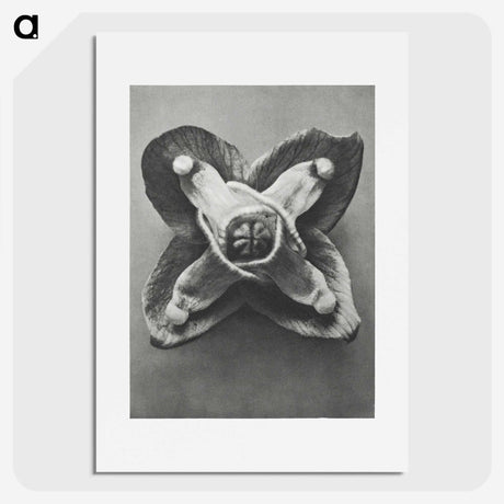 2-9_Karl-Blossfeldt_picture