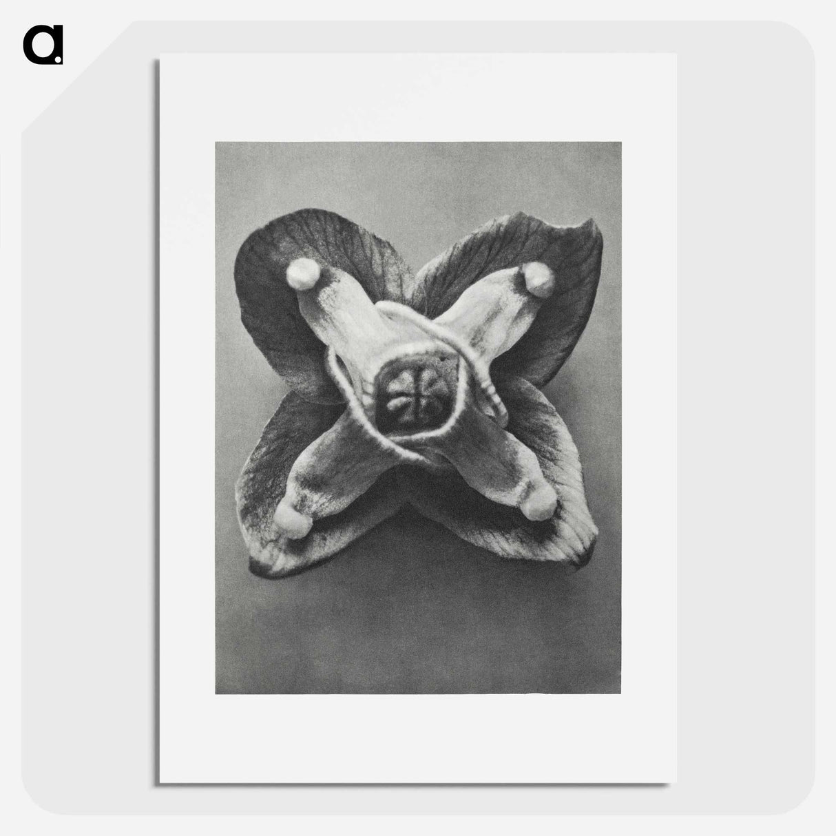 Epimedium Muschianum - カール ブロスフェルト Poster.