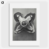 Epimedium Muschianum - カール ブロスフェルト Poster.