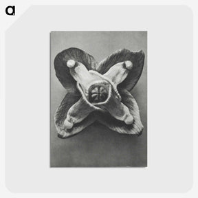 2-9_Karl-Blossfeldt_postcard