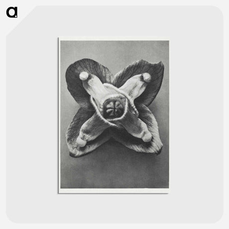 アートポストカード-Epimedium Muschianum - カール ブロスフェルト Postcard.