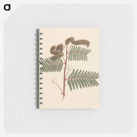 アートメモ帳-Mimosa pigra
 - ルイージ バルガーニ Memo.