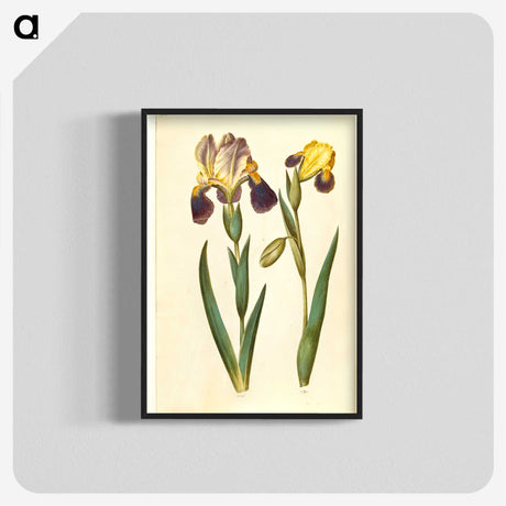 2-9_Maria-Sibylla-Merian_blk-crop