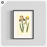 2-9_Maria-Sibylla-Merian_blk